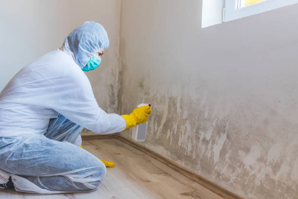 Licensed Basement Mold Remediation service in Richmond, IL - WQB Mold Removal