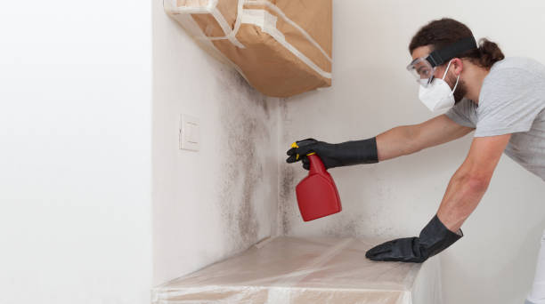 Professional Basement Mold Remediation technician working in Richmond, IL