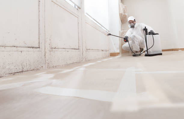 24/7 Emergency Basement Mold Remediation experts in Richmond, IL
