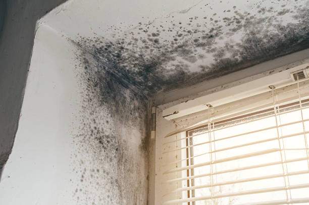 Affordable Basement Mold Remediation solutions in Richmond, IL