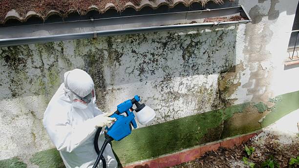 Top rated local Basement Mold Remediation specialists in Richmond, IL